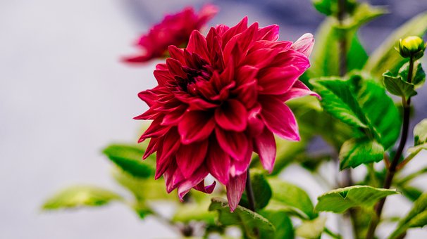 Dahlia, Blomst, Anlegg, Kronblad, Bloom