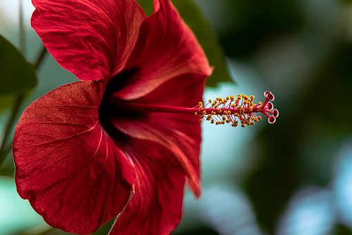 Hibiscus, Kukka, Kasvi, Terälehtiä