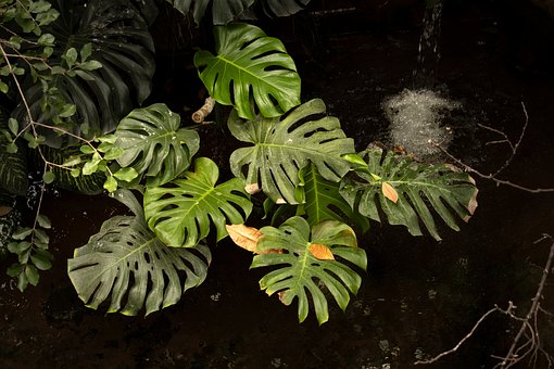 Filodendron, Kasvi, Luonne, Lehdet