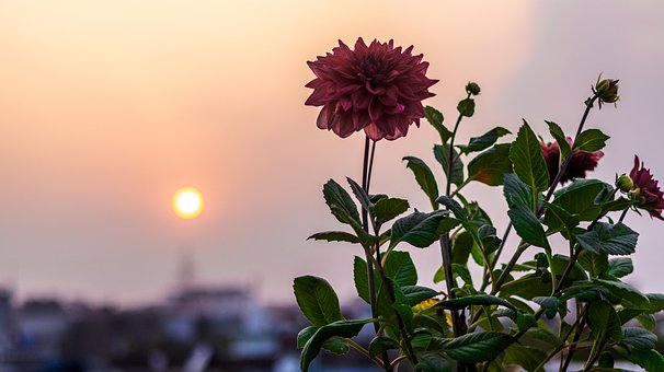 Blomst, Natur, Bloom, Flora, Blomstre