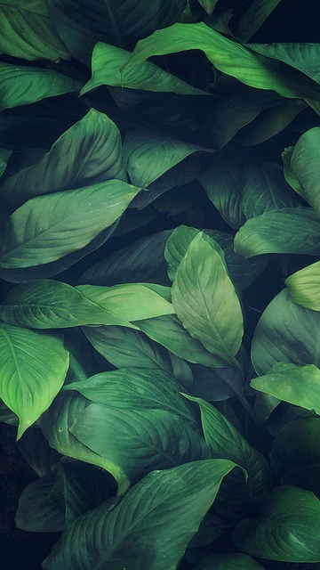 Free Leaf Lily photo and picture