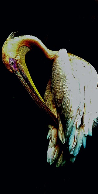 Free Bird Wildlife photo and picture