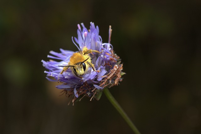 Free Bee Insect photo and picture