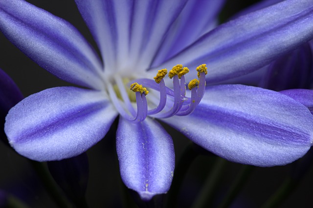 Free Blue Flower Flower photo and picture