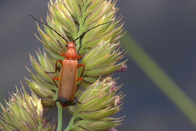 Free Bug Insect photo and picture