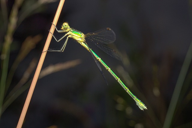 Free Dragon-Fly Dragonfly photo and picture