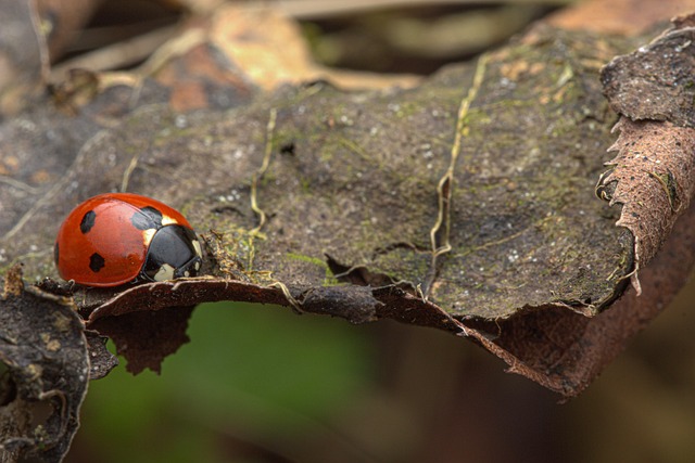 Free Ladybug Insect photo and picture