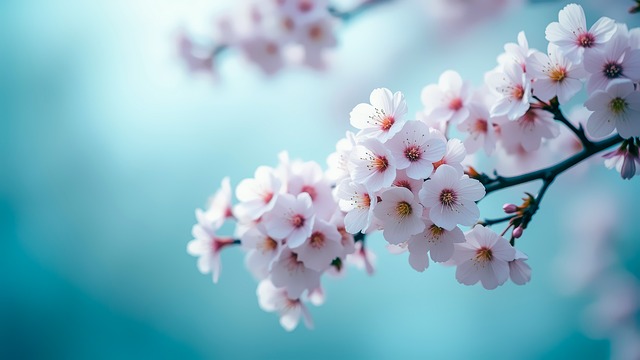 Free Cherry Blossoms Flowers illustration and picture