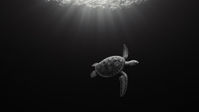 Free Sea Turtle Turtle illustration and picture