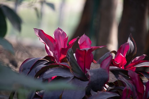 Cordyline Fruticosa, Tropiske Plante