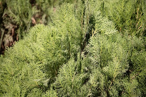 Orientalske Arborvitae, Arborvitae Træ