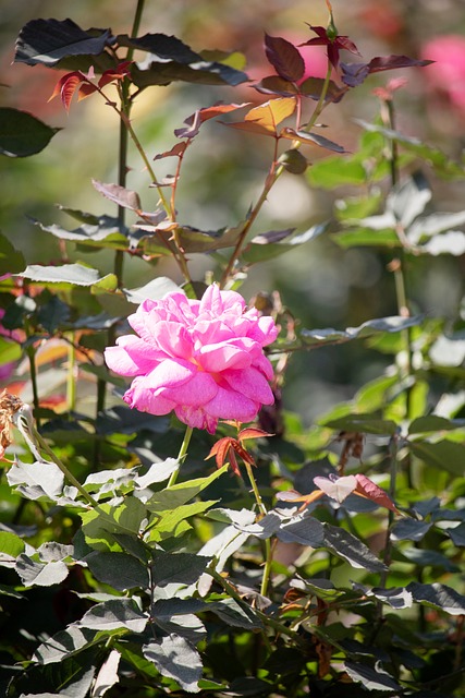 Lyserød Rose, Blomstrende Blomst