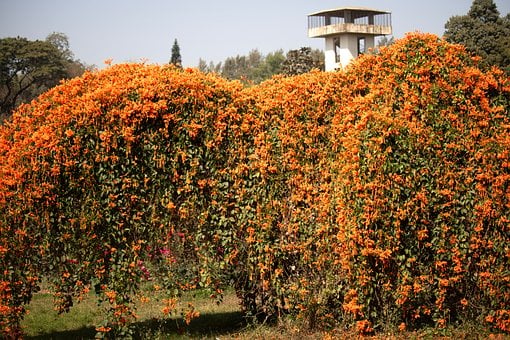 Pyrostegia Venusta, Flamevine Blomst