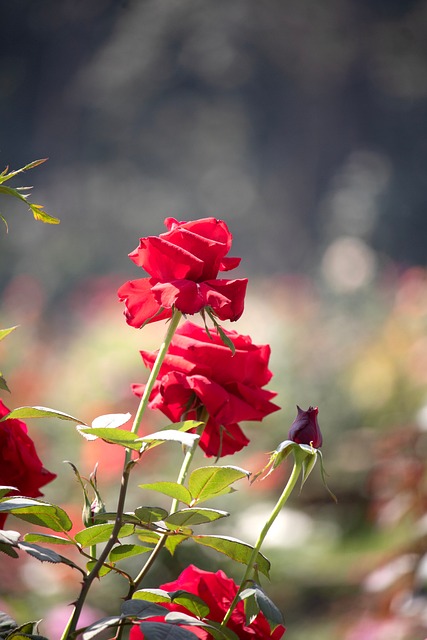 Rød Rose, Blomstrende Rose
