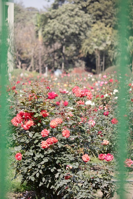 Rosenhave, Blomstrende Roser