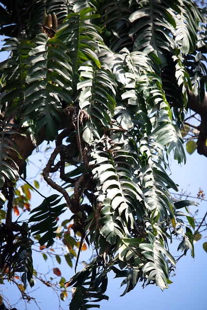Tropiske Blade, Jungle Plante