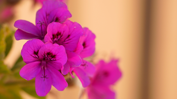 Blomst, Flora, Blomster, Natur, Plante