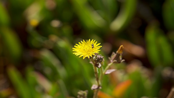 Blomst, Flora, Natur, Blomster, Forår