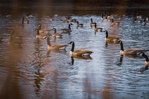 Gänse, Gans, Vogel, Tier, Federn