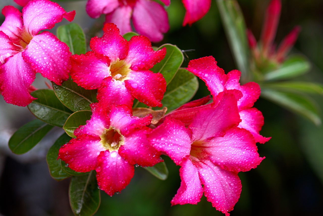 Adenium Obesum Beauty - Free photo on Pixabay
