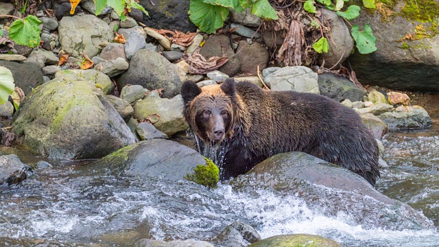 bear, brown bear, animal, river, mammal, nature, wild, predator, wildlife, foraging