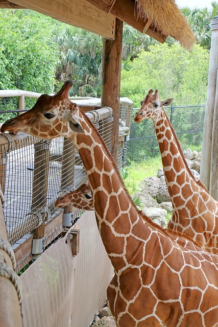 Girafa, Natureza, Animal, Mamífero