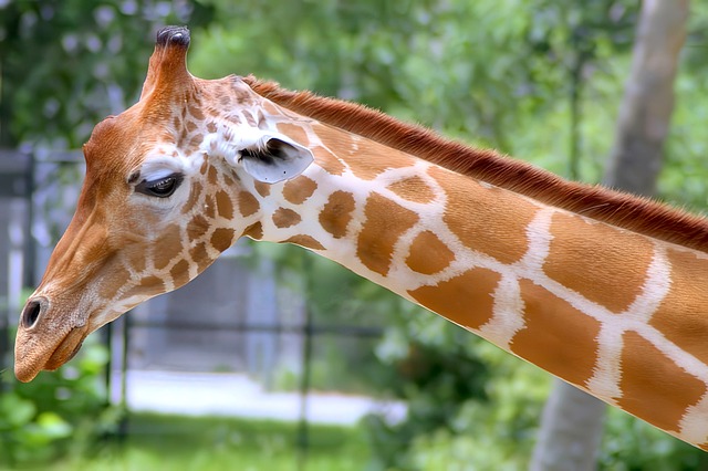 Girafa, Animal, Mamífero, Natureza