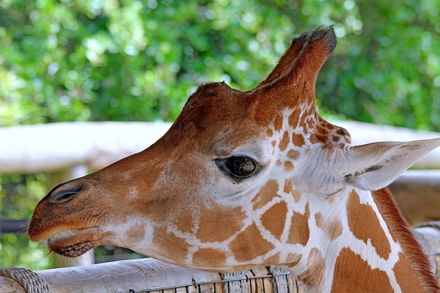 Girafa, Natureza, Animal, Mamífero