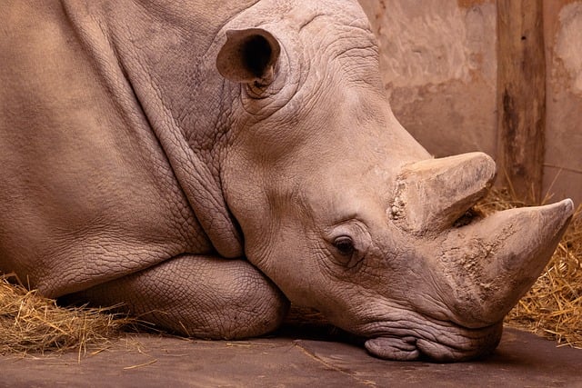 rhino, rhinoceros, animal, wildlife, africa, nature, mammal, horn, safari, zoo, wilderness, relaxing, calm, resting, sleep