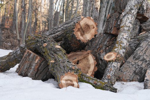 Free Firewood Wood photo and picture