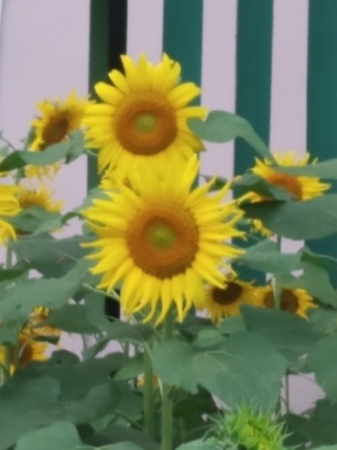 Free Sunflower Nature photo and picture