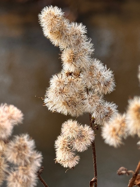 Free Winter Frost photo and picture
