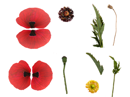 Valmue, Blomst, Struktur, Rød Blomst