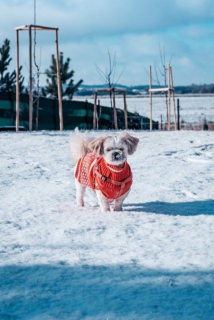 Shih Tzu, Hund, Tier, Hündchen, Natur