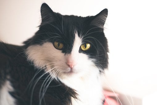 Free Maine Coon Cat photo and picture