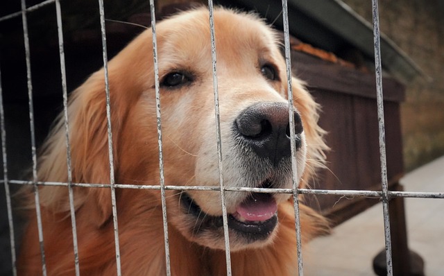 Free Dog Imprisoned photo and picture