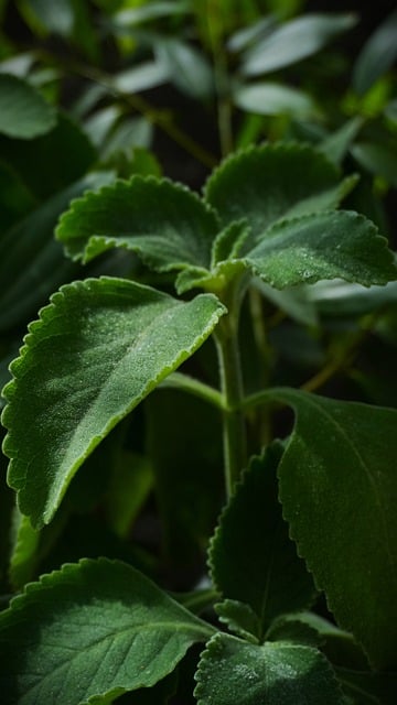 Free Boldo Tea photo and picture