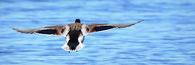 Y, Pato Real, Pájaro, Volador, Tierras