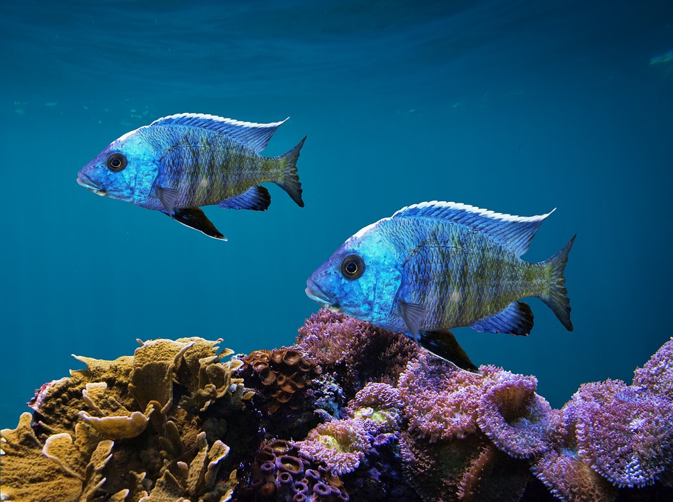 Download Fish, Nature, Animal. Royalty-Free Stock Illustration Image ...