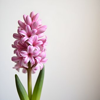Free Hyacinth Flower illustration and picture