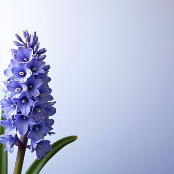Free 꽃 히아신스 illustration and picture