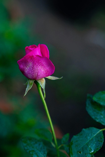 Flor, Rosa, Bloom, Jardim, Fechar-Se