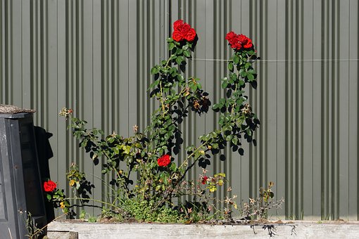 Free Rose Roses photo and picture