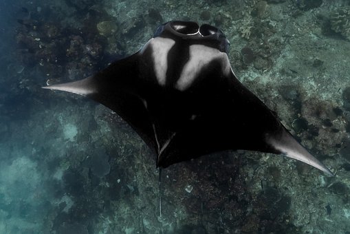 Free Manta Oceanic Manta photo and picture