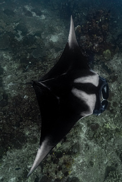 Free Manta Oceanic Manta photo and picture