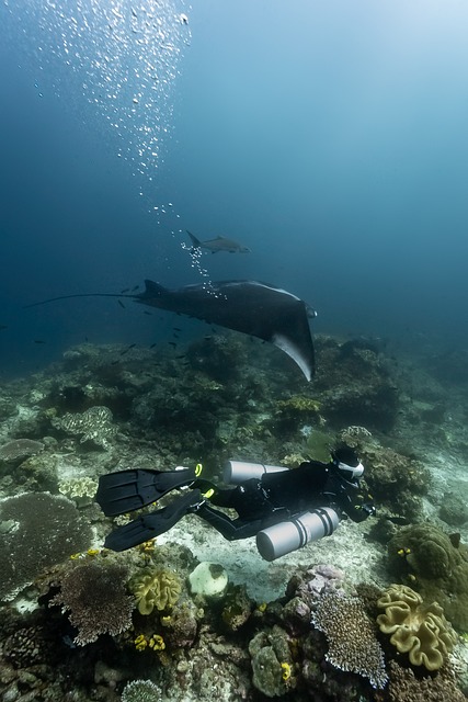 Free Oceanic Manta Side Mount photo and picture