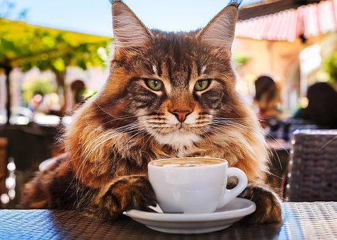 Katze, Maine Coon, Haustier, Niedlich