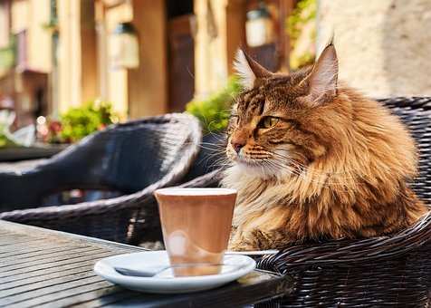 Katze, Maine Coon, Haustier, Niedlich