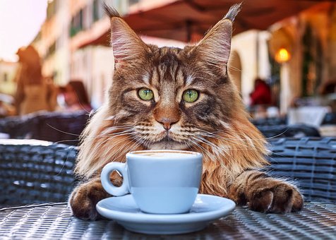 Katze, Maine Coon, Haustier, Niedlich