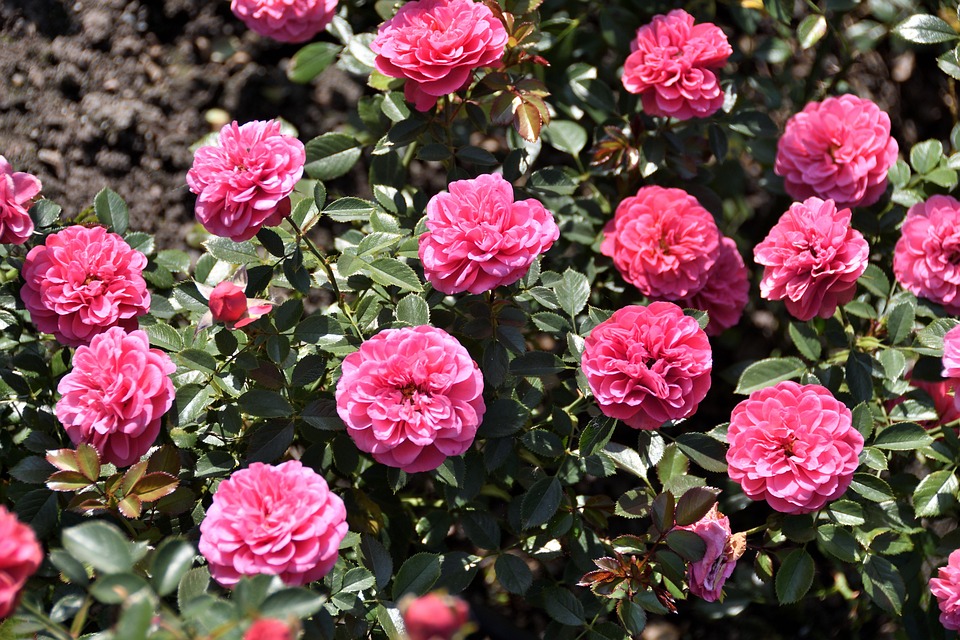 Roses Pink Shrub - Free photo on Pixabay